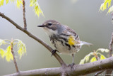 Spring Warbler