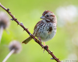 Prickly perch