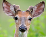 Deer portrait