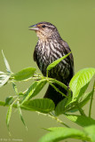 Blackbird profile