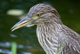 Night Heron