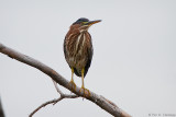 Angled perch