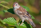 On a leaf
