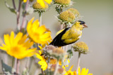 All yellow