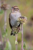 Tall perch