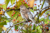 Among the berries