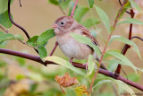 With the leaves