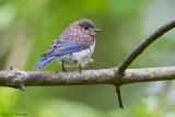 Baby Bluebird