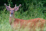 Deer in tall grass