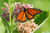 On flowers
