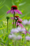 Coneflowers