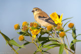 Among the flowers