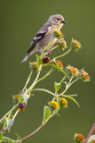 Atop the flowers