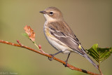 Warbler profile