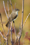 Sunny Flycatcher