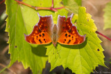 Orange and green