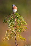 Bluebird on top