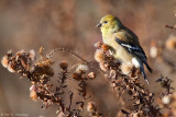 Sunny Goldfinch
