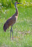 Sandhill Crane