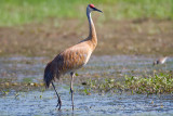 Sandhill Crane