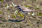 Killdeer