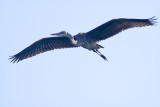 In flight