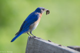 Bluebird and caterpillar