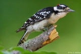 Male Downy Woodpecker