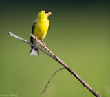 Yellow on green 