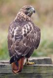 Red-tailed Hawk