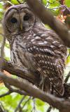 Barred Owl