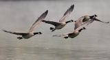 Low, in formation
