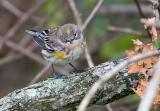 Yellow-rumped warbler