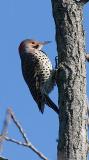 Yellow-shafted Flicker