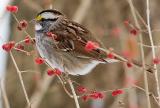 Sparrow and berries