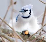 Blue Jay meal 2