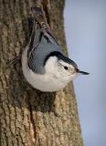 Nuthatch 4