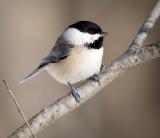 Chickadee