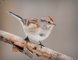 Tree Sparrow