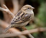 Female House Sparrow