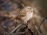 Song Sparrow