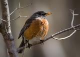 Robin in the sun