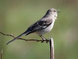 Singing Mockingbird