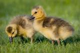 Baby geese