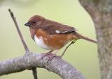 Female Towhee
