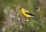 Goldfinch in the field