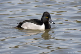 Ring-necked Duck