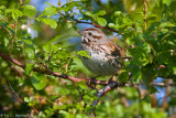 Bird in the bush