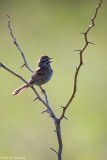 Backlit Song Sparrow