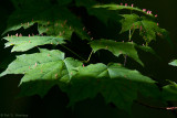 Light on maple leaves